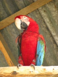 Beautiful red macaw
