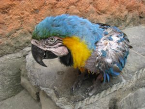 Rescued Macaw