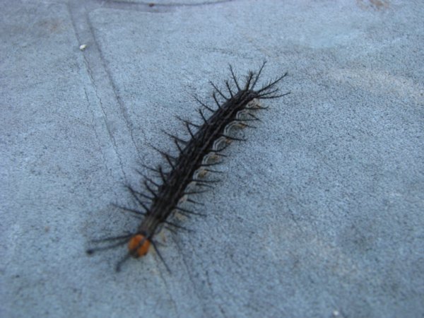 Horrible caterpillar