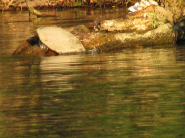 Turtle in Lago San Fernando