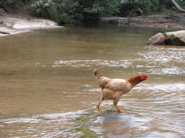 Why did the chicken cross the river?