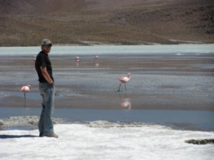 Dale & Flamingos