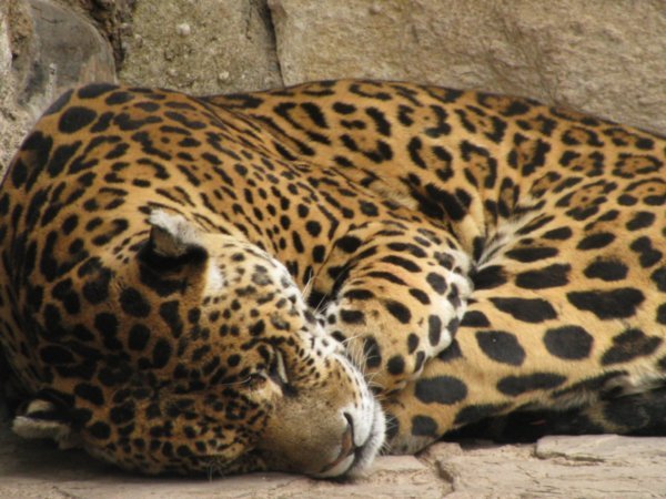 Jaguar sleeping
