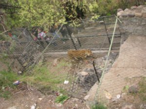 Horrible lion cage