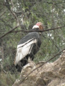 Condor at the zoo