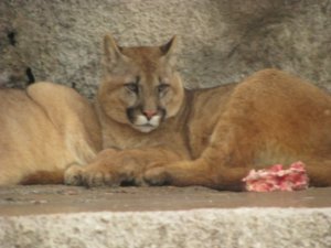 Pumas at the zoo