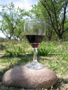 Wine and the vineyard