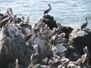Pelicans hanging out