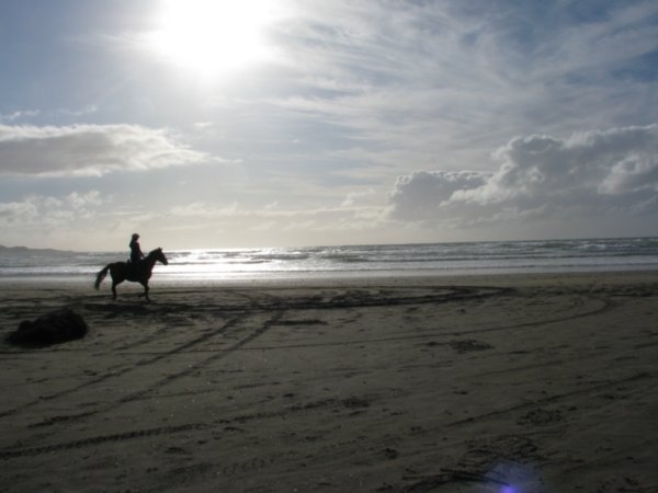Horse on 90 Mile Beach