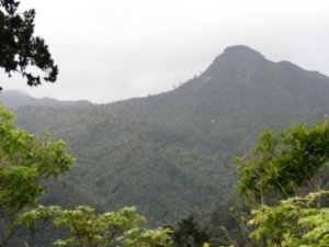 Typical view on the Coromandel Peninsula