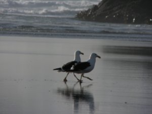 Seagulls on Piha