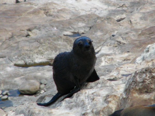 NZ Fur Seal Cub