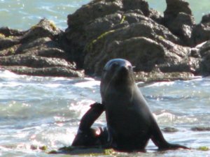 Seal having a scratch