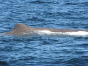 Our first Sperm Whale sighting