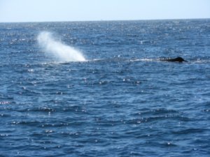 Sperm Whale blowing air