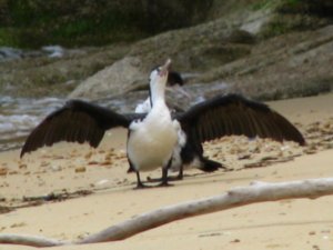 Bird in Abel Tasman