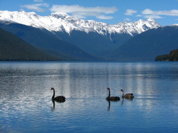 Black Swans on Lake Rotorua