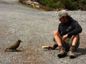 Dale playing with the naughty Kea