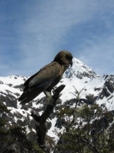 Kea we met on the way up to Avalance Point
