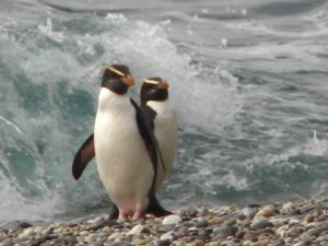Fiordland Crested Penguins