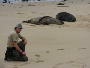 Sealions on the Beach