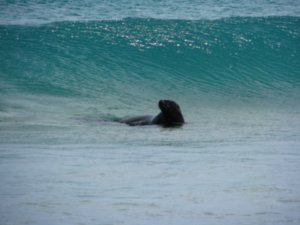 Seal playing in the surf