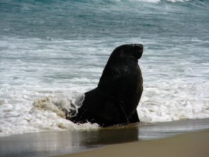 Sealion in the surf