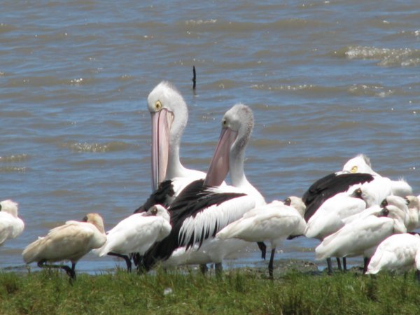 Pelicans on the Esplanade