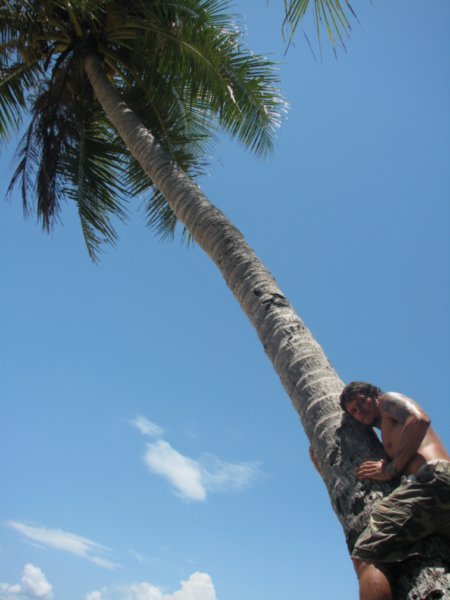 Dale climbing a palm tree