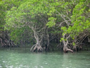 Mangroves in Cape Tribulation