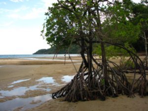 Mangrove and beach