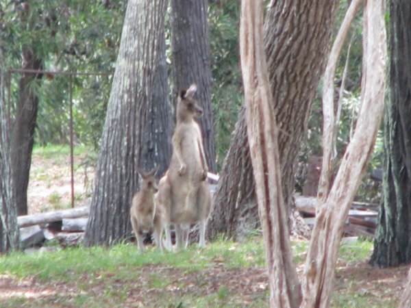 Kangaroos at Westgate