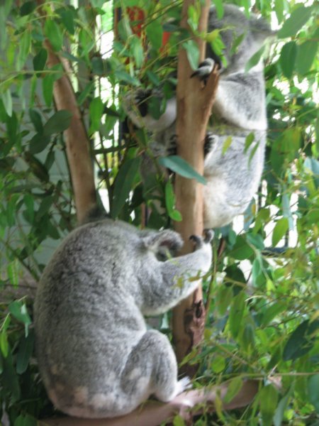 Koalas doing what they do best
