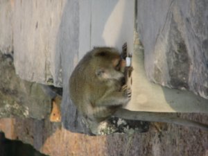 Monkey at Angkor Wat