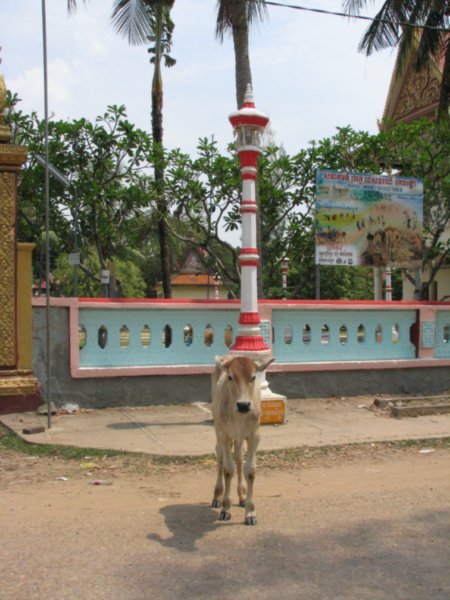 Cow outside a Wat