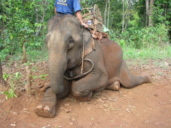 Elephant resting