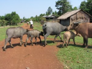 Water buffalo in the Pnong Village
