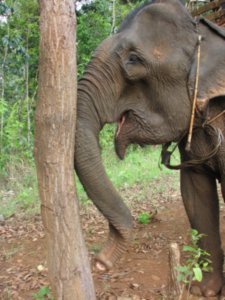 Elephant scratching post
