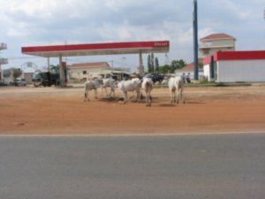 Cows at the petrol station