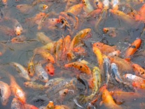 Fish in ancient citidel pond