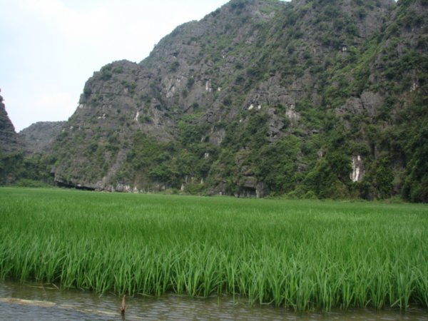 Paddy Field in Tam Coc