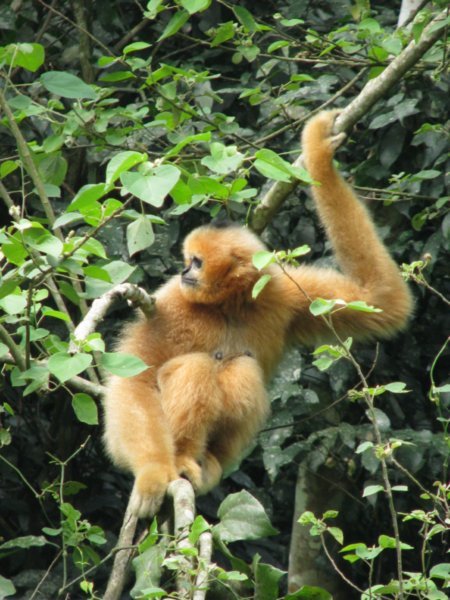 Femable Gibbon