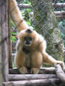 Female Gibbon