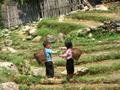 Starting  work young in the rice terrace