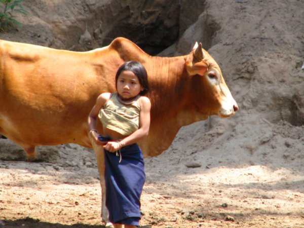 Girl and cow on the riverbank