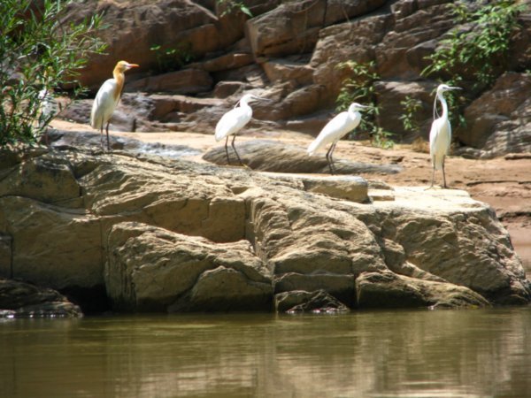 Herons on the river