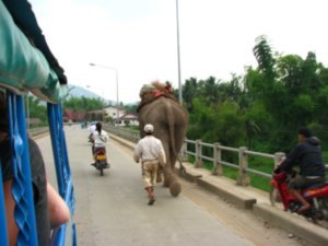 Elephant overtaking