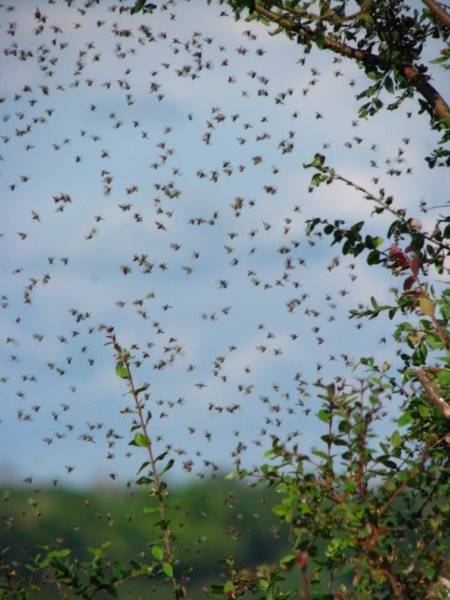 A hive of flies