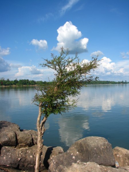 Tree in the middle of the Mekong