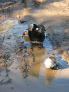 Ducks having a bath
